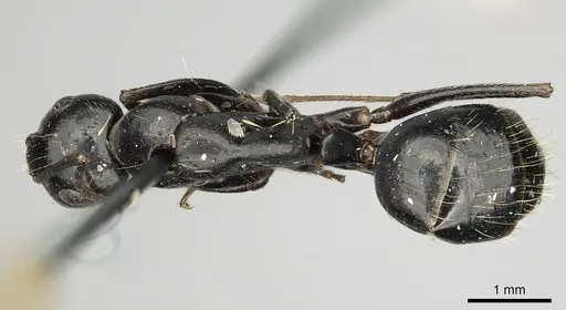 Camponotus aethiops - CASENT0280611