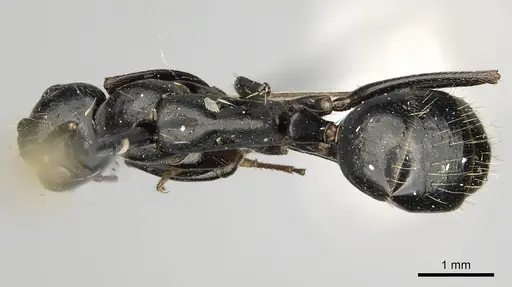 Camponotus aethiops - CASENT0280611