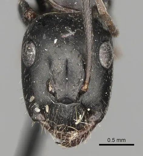 Camponotus aethiops - CASENT0280611