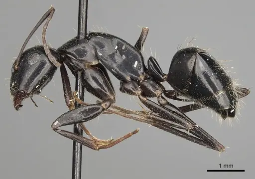 Camponotus aethiops - CASENT0280611