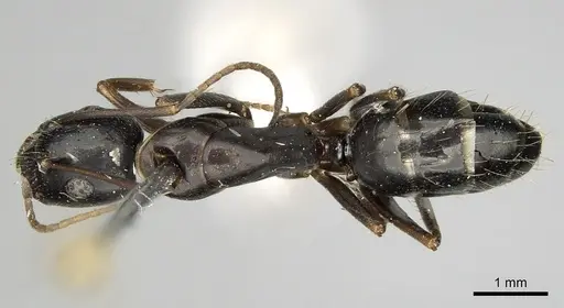 Camponotus aethiops - CASENT0280612