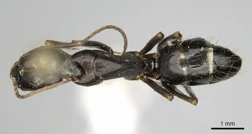 Camponotus aethiops - CASENT0280612