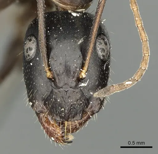 Camponotus aethiops - CASENT0280612
