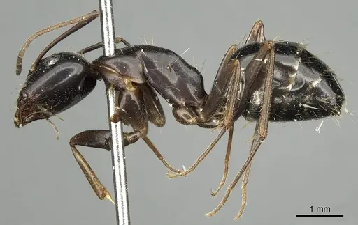 Camponotus aethiops - CASENT0280612