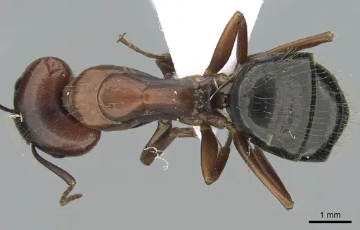 Camponotus aethiops - CASENT0281577