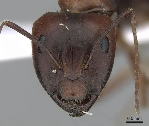 Camponotus aethiops - CASENT0281577