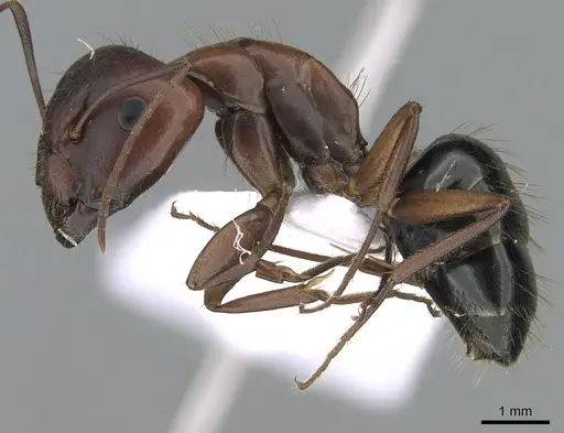 Camponotus aethiops - CASENT0281577