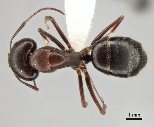 Camponotus aethiops - CASENT0882041