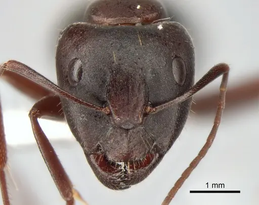 Camponotus aethiops - CASENT0882041
