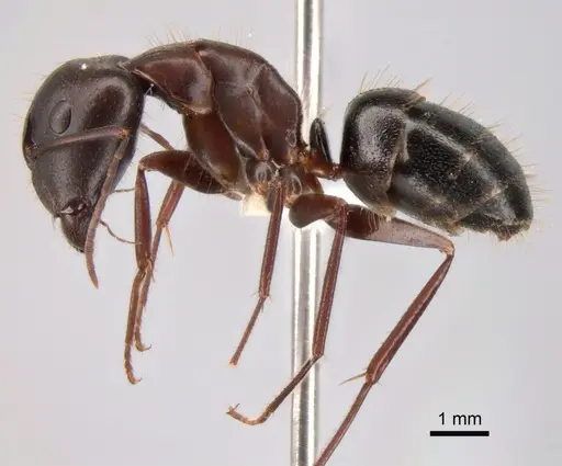 Camponotus aethiops - CASENT0882041
