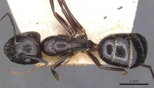 Camponotus aethiops - CASENT0905344