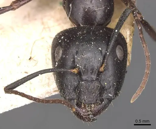 Camponotus aethiops - CASENT0905344