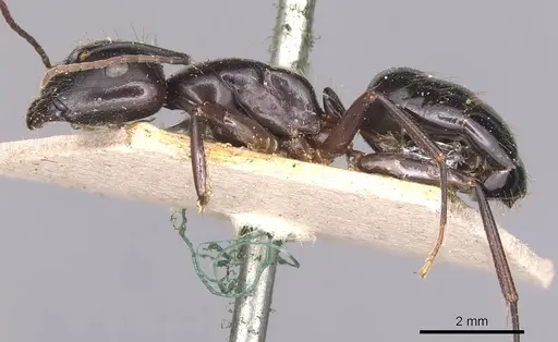 Camponotus aethiops - CASENT0905344