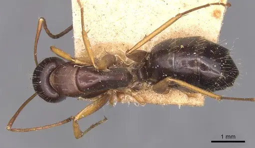 Camponotus aethiops - CASENT0905345