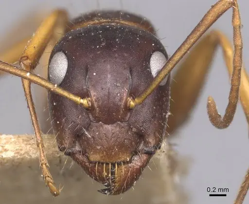 Camponotus aethiops - CASENT0905345