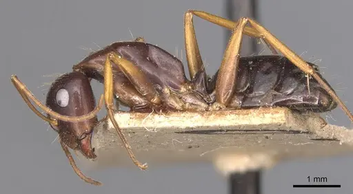 Camponotus aethiops - CASENT0905345