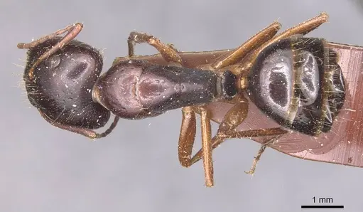 Camponotus aethiops - CASENT0905346
