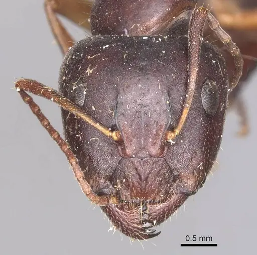 Camponotus aethiops - CASENT0905346