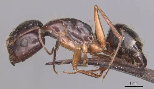 Camponotus aethiops - CASENT0905346