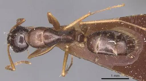 Camponotus aethiops - CASENT0905347