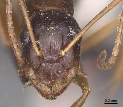 Camponotus aethiops - CASENT0905347