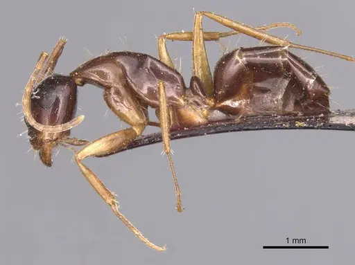 Camponotus aethiops - CASENT0905347