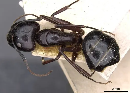 Camponotus aethiops - CASENT0910186