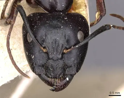 Camponotus aethiops - CASENT0910186