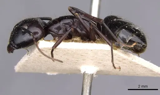 Camponotus aethiops - CASENT0910186