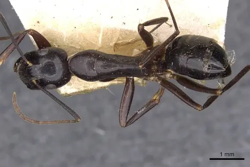 Camponotus aethiops - CASENT0910187