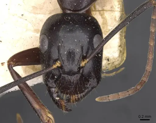 Camponotus aethiops - CASENT0910187