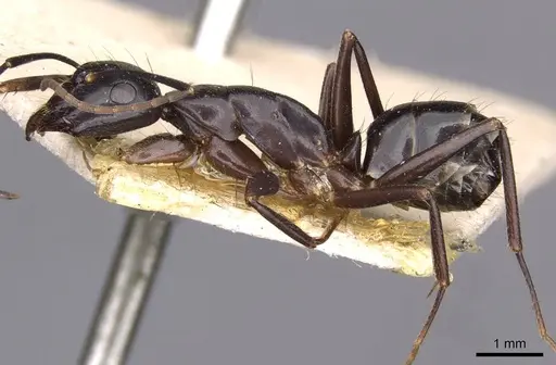 Camponotus aethiops - CASENT0910187