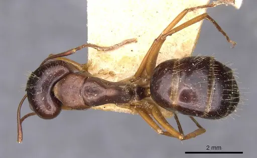 Camponotus aethiops - CASENT0910188
