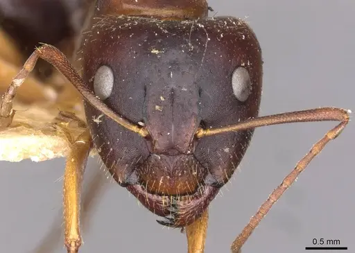 Camponotus aethiops - CASENT0910188