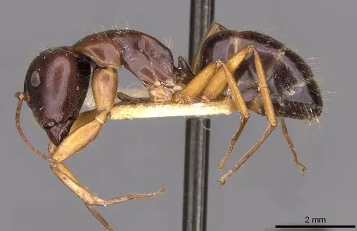 Camponotus aethiops - CASENT0910188
