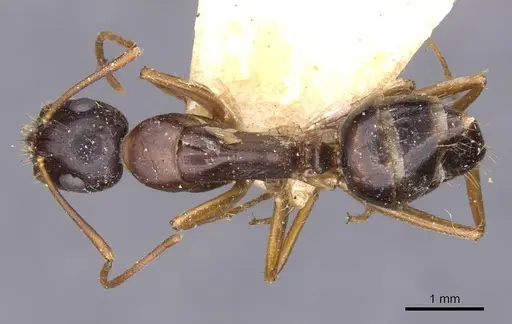 Camponotus aethiops - CASENT0910189