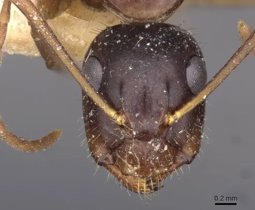 Camponotus aethiops - CASENT0910189