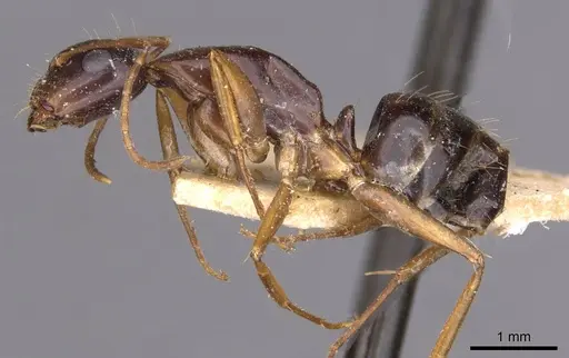 Camponotus aethiops - CASENT0910189