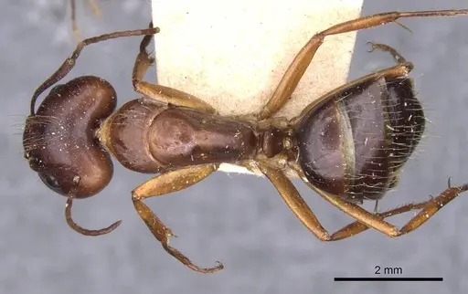 Camponotus aethiops - CASENT0910190