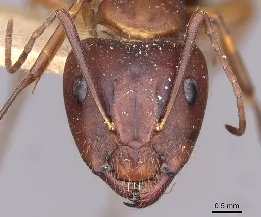 Camponotus aethiops - CASENT0910190