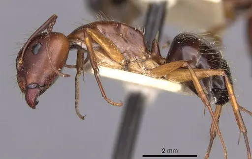 Camponotus aethiops - CASENT0910190