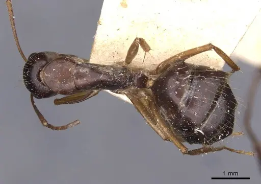 Camponotus aethiops - CASENT0910191