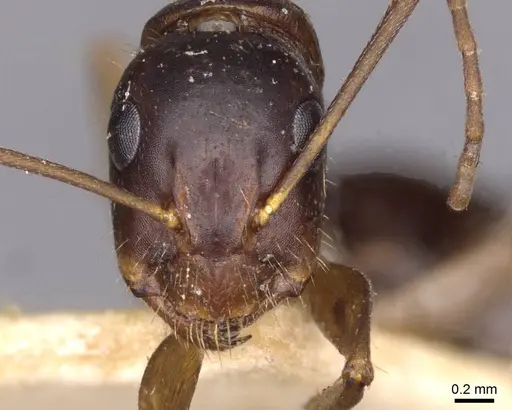 Camponotus aethiops - CASENT0910191