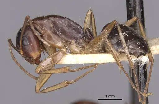 Camponotus aethiops - CASENT0910191