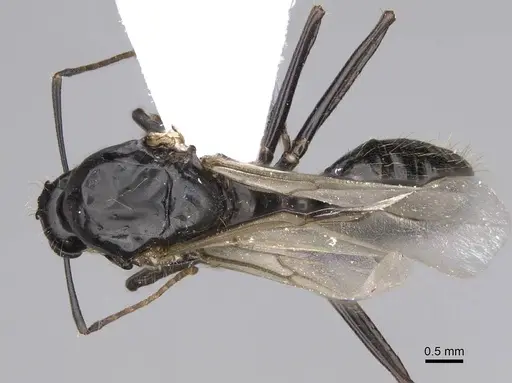 Camponotus aethiops - CASENT0914269