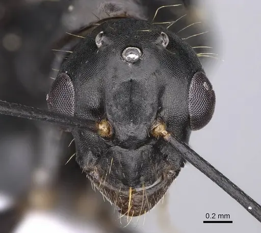 Camponotus aethiops - CASENT0914269