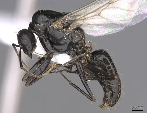 Camponotus aethiops - CASENT0914269