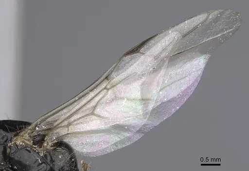 Camponotus aethiops - CASENT0914269