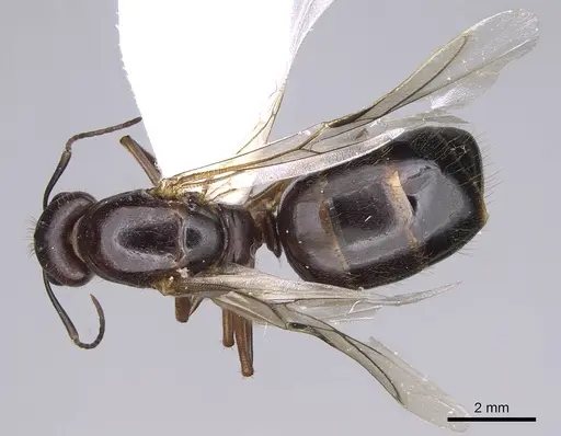 Camponotus aethiops - CASENT0914270