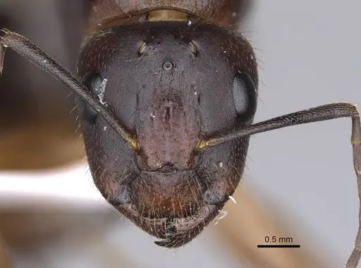 Camponotus aethiops - CASENT0914270
